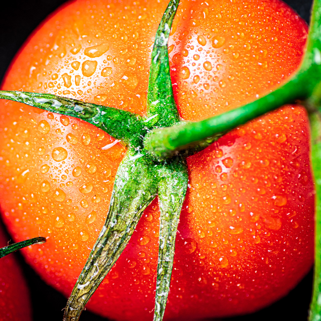 Watering Tomato Plants