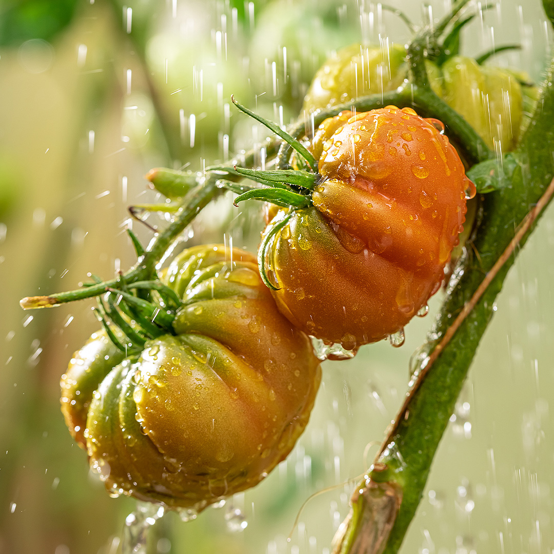 Watering Tomato Plants
