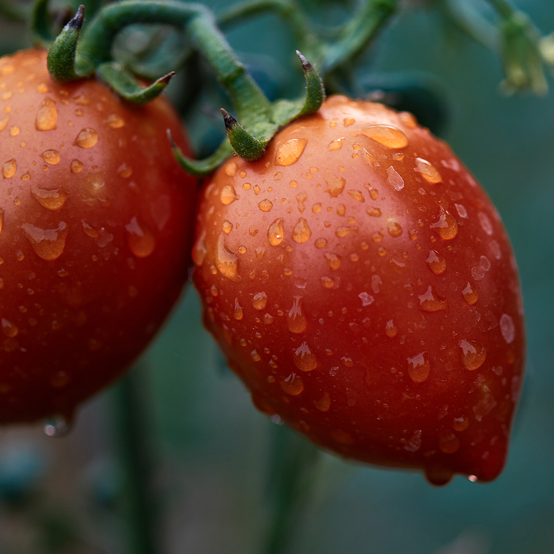 Watering Tomato Plants