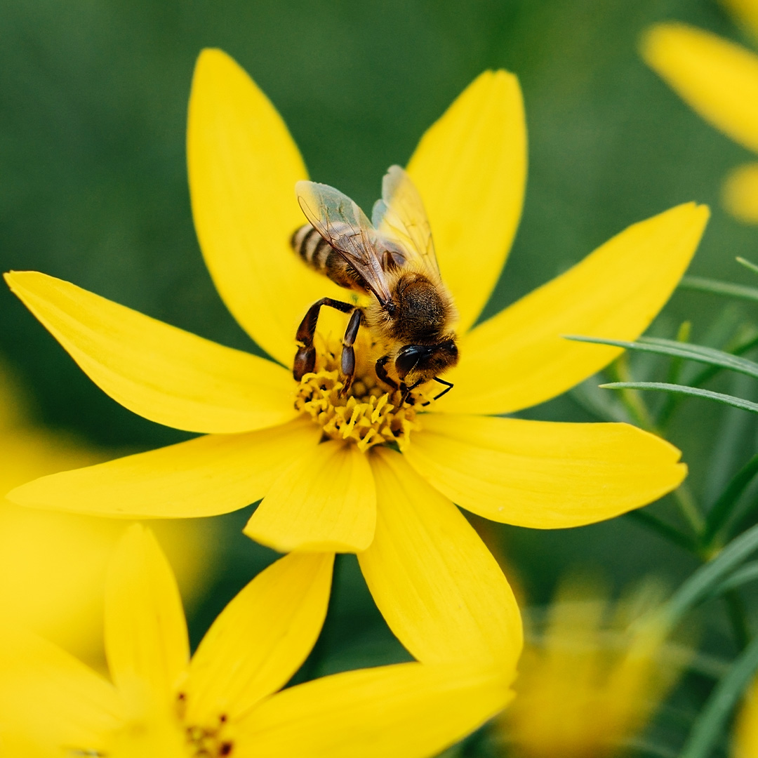 Protecting Our Pollinators: Why Your Garden Needs Bees
