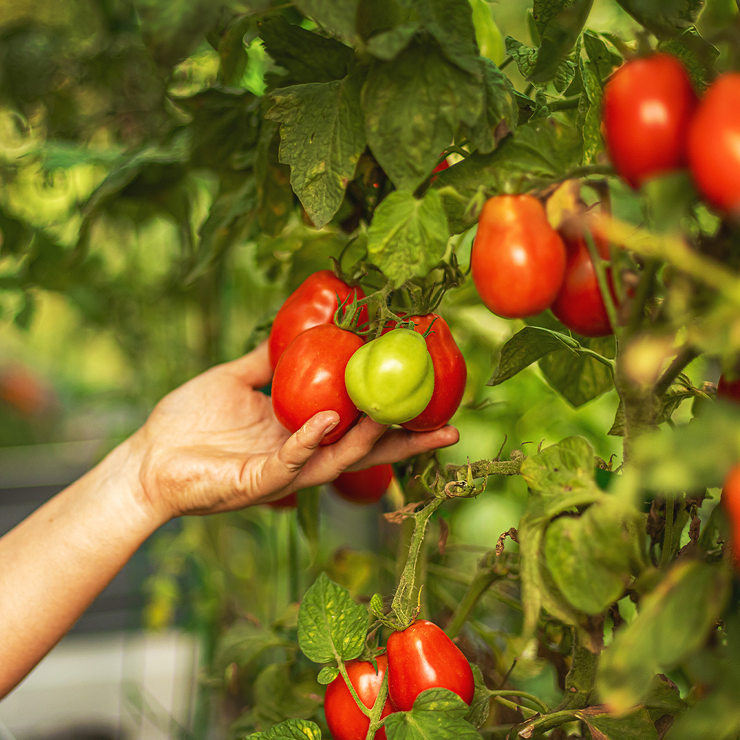 Determinate vs Indeterminate Tomatoes