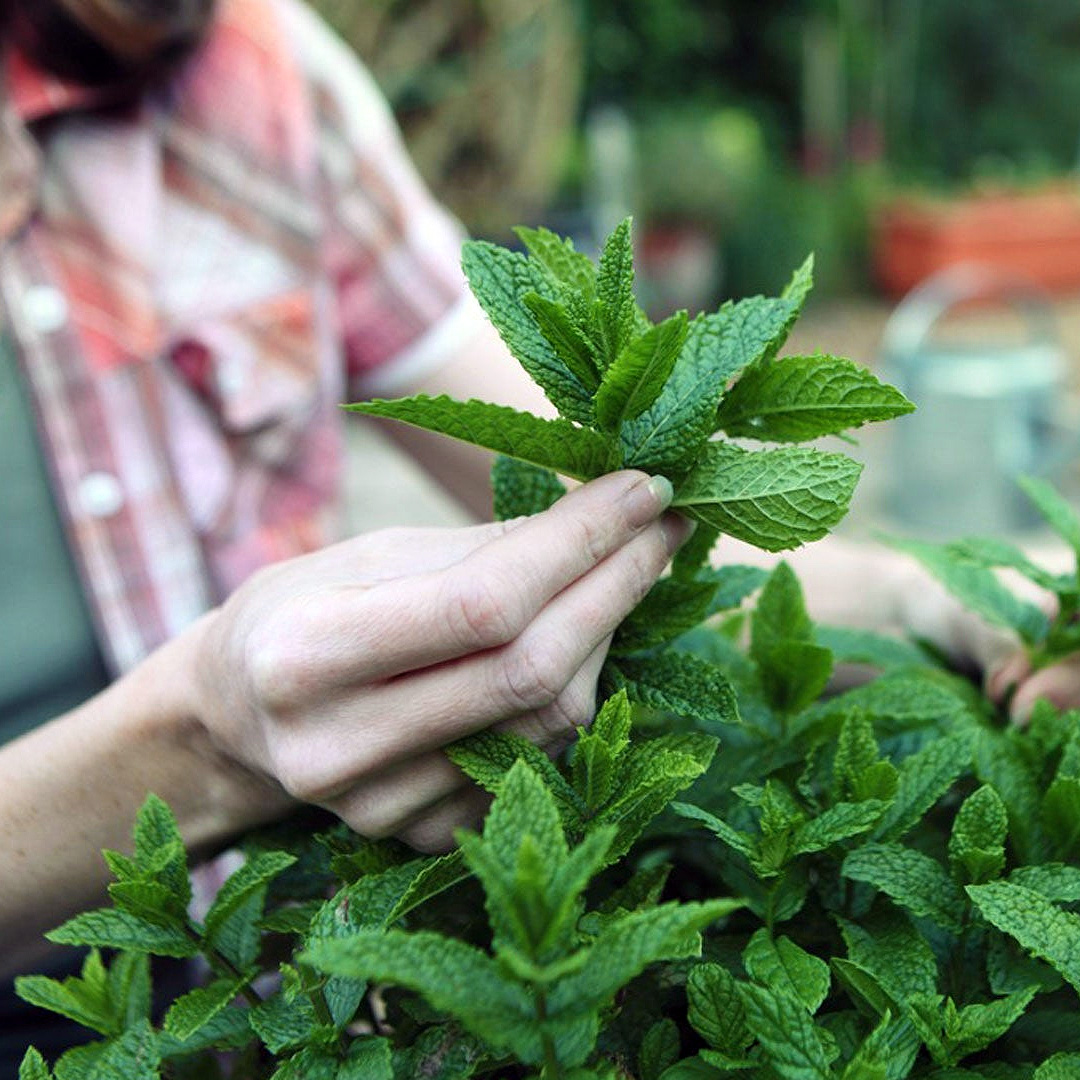 Tending to the Plant