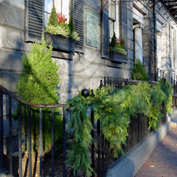 Care of Christmas Greens