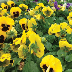 Fall Pansies