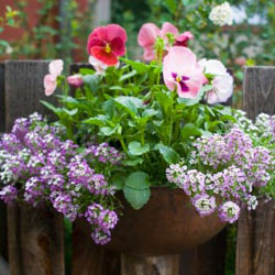 Fall Pansies