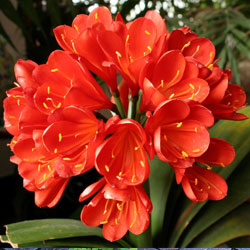 Winterizing Tropical Plants