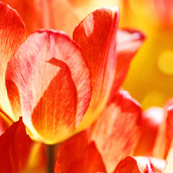 Tulip