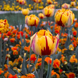 Tulips: Spring Starts Now!