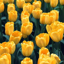 Tulip