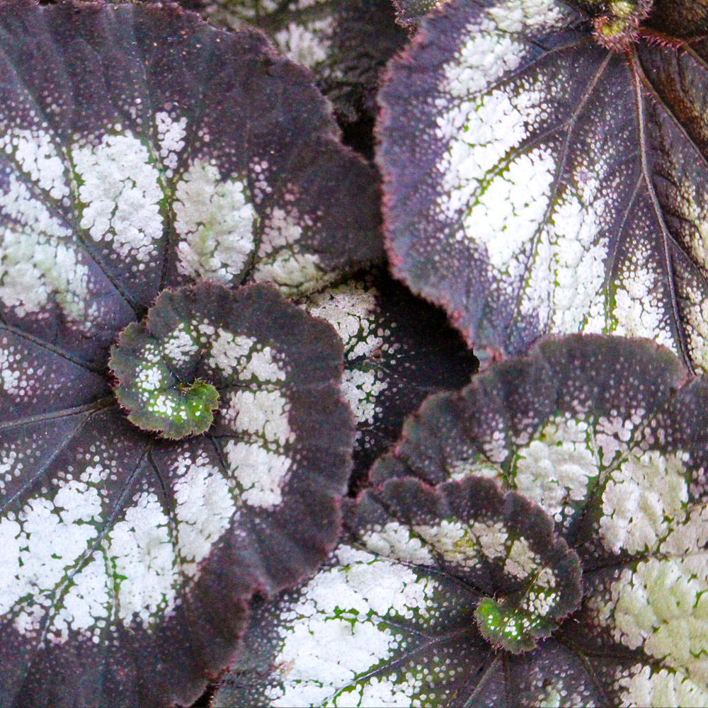 Overhead View of Annuals