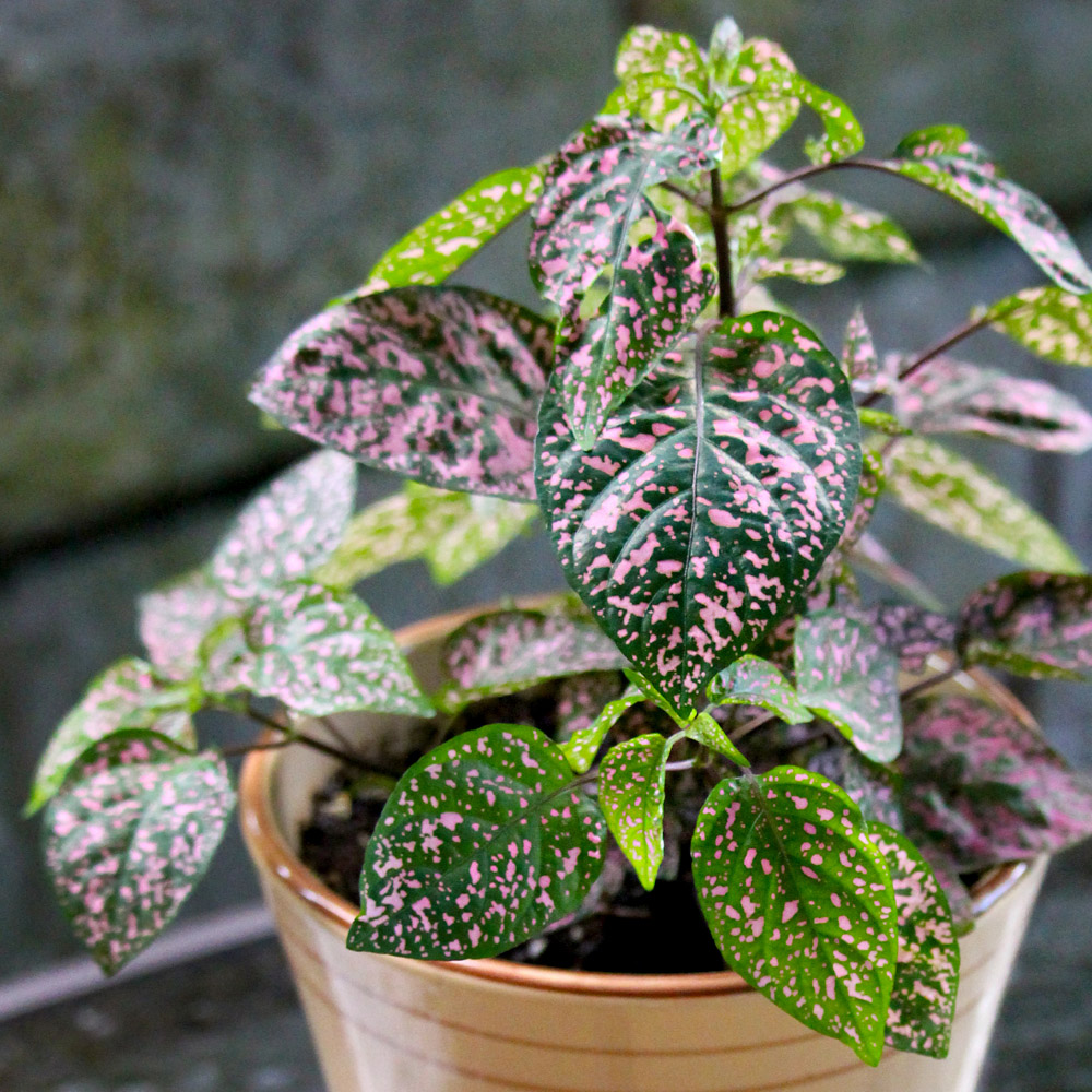 Shade-Tolerant Annuals