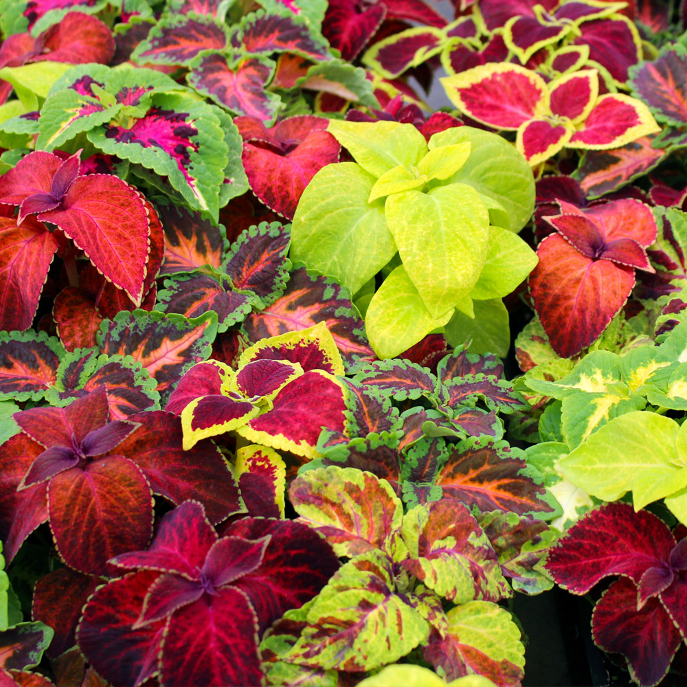 Shade-Tolerant Annuals