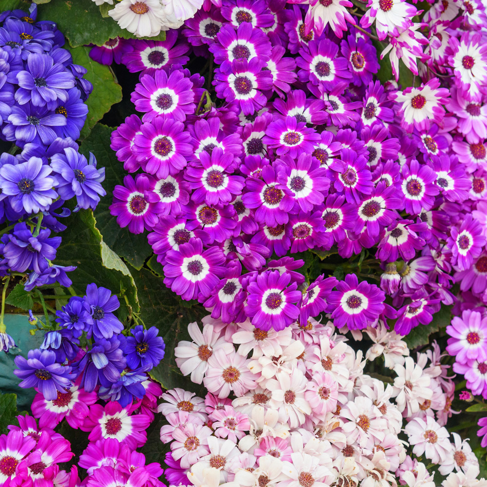 Shade-Tolerant Annuals