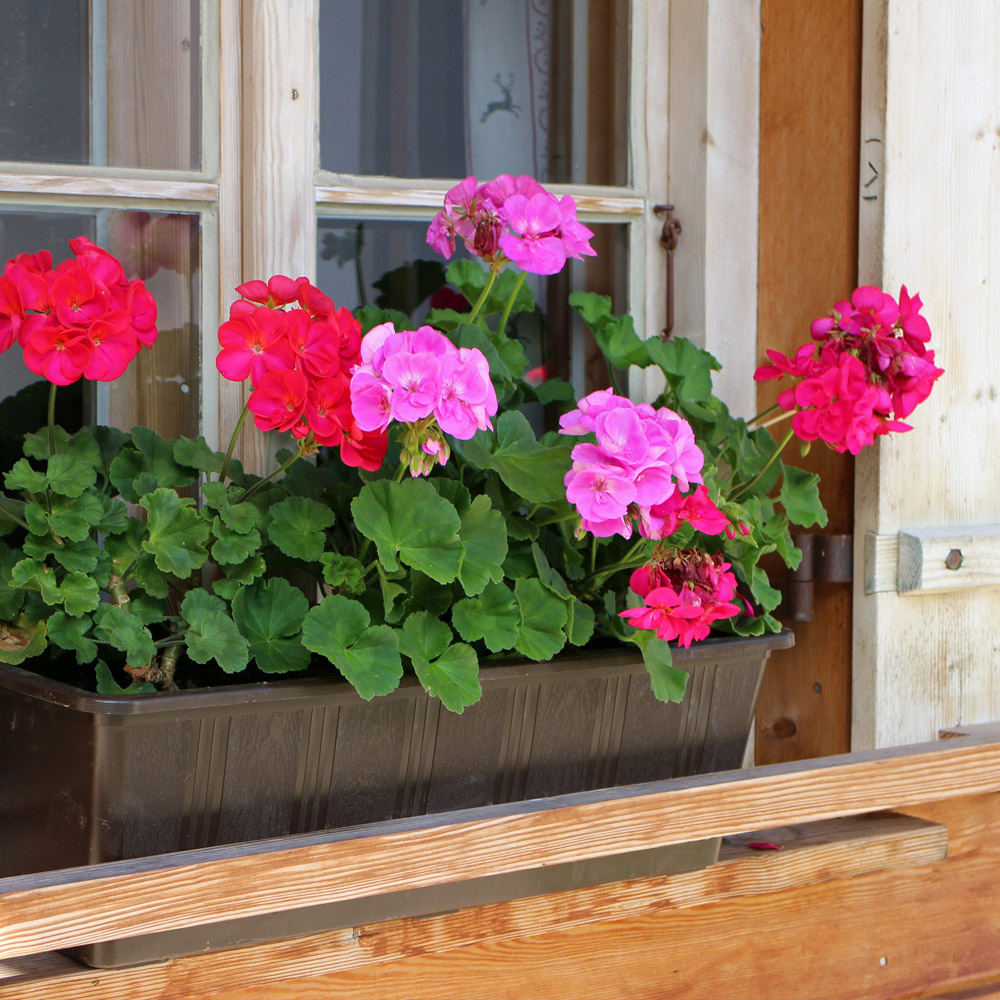 Window box gardening herbs and flowers display