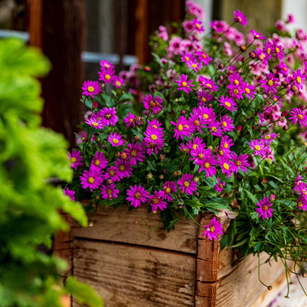 Window box gardening care and maintenance tips