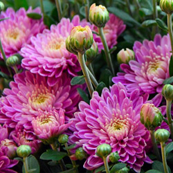 Chrysanthemum