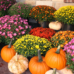 Chrysanthemum