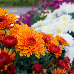 Chrysanthemum