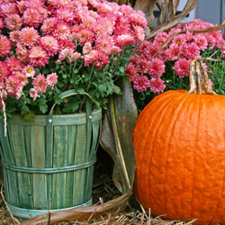 Chrysanthemum