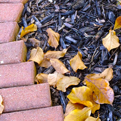 Fall Mulching