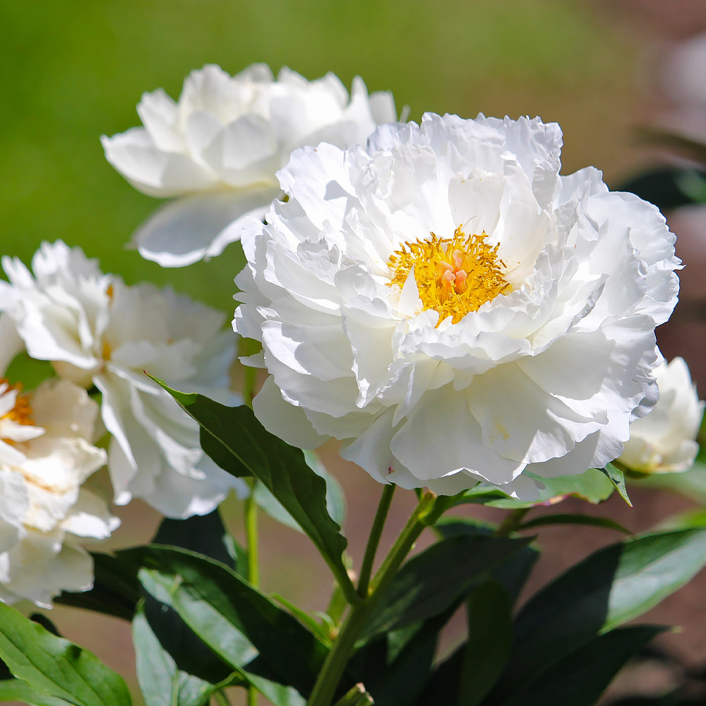 What Is the Difference Between Annuals, Perennials and Biennials?