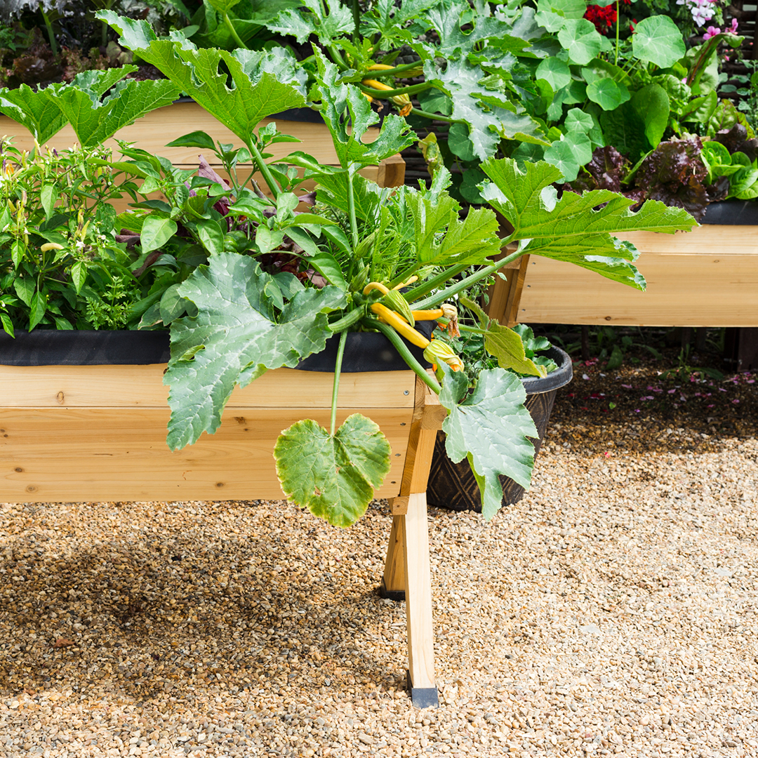 Growing Vegetables in Pots