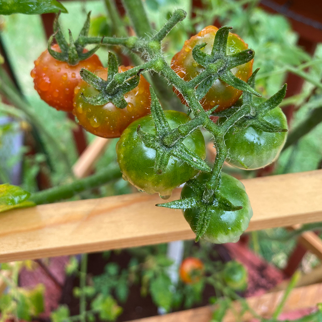 Growing Vegetables in Pots