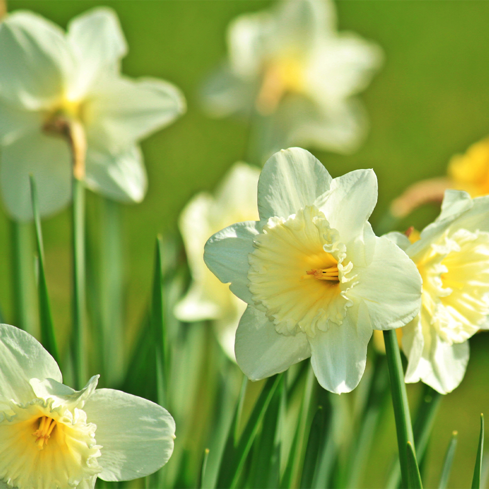 Daffodil