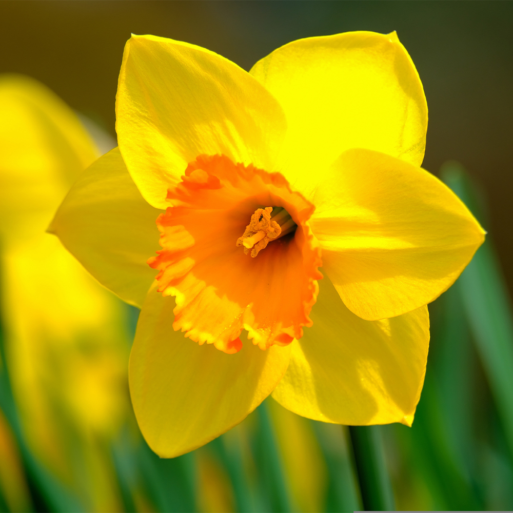 Daffodil