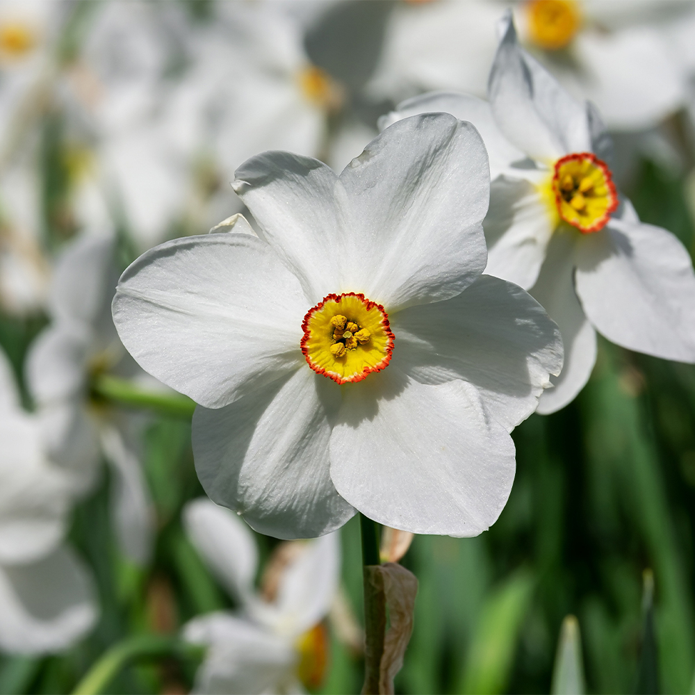 Daffodil