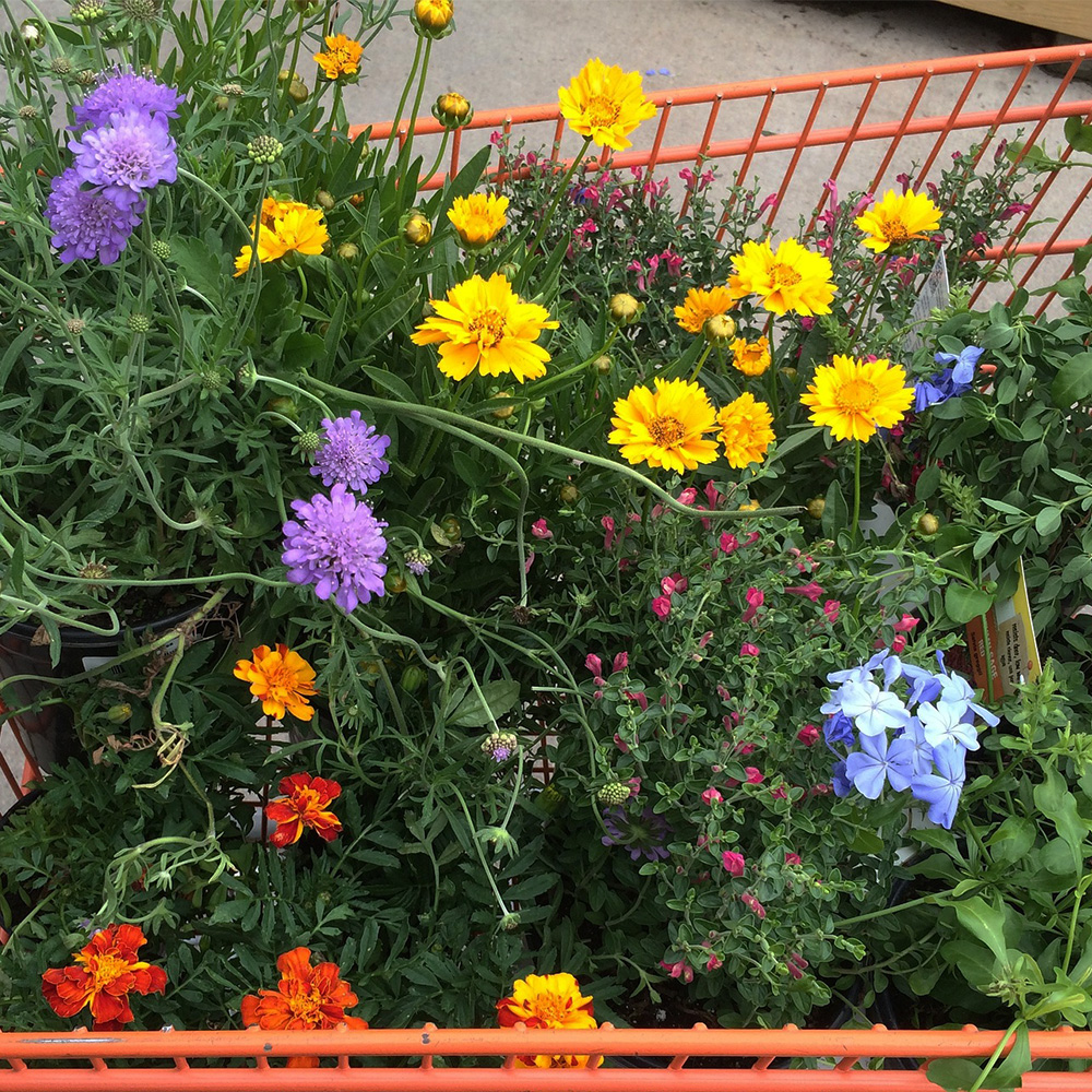 Designing The Flower Garden