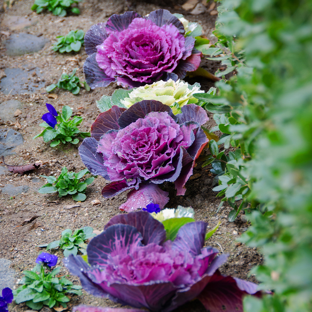 Ornamental Cabbage