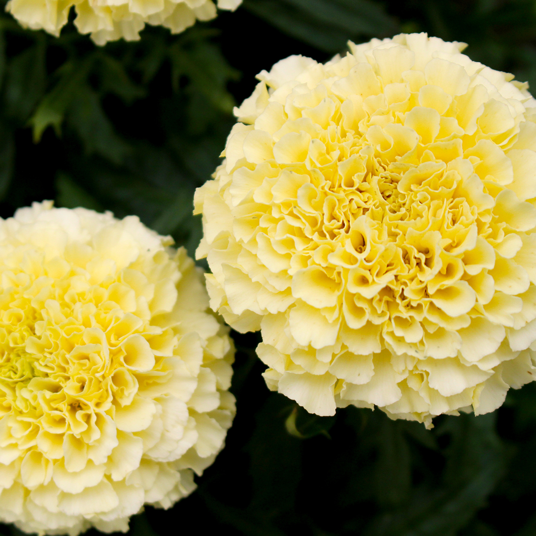 Growing glowing summer marigolds