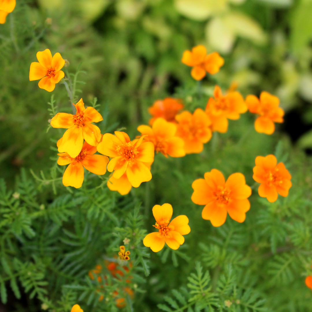 Growing glowing summer marigolds