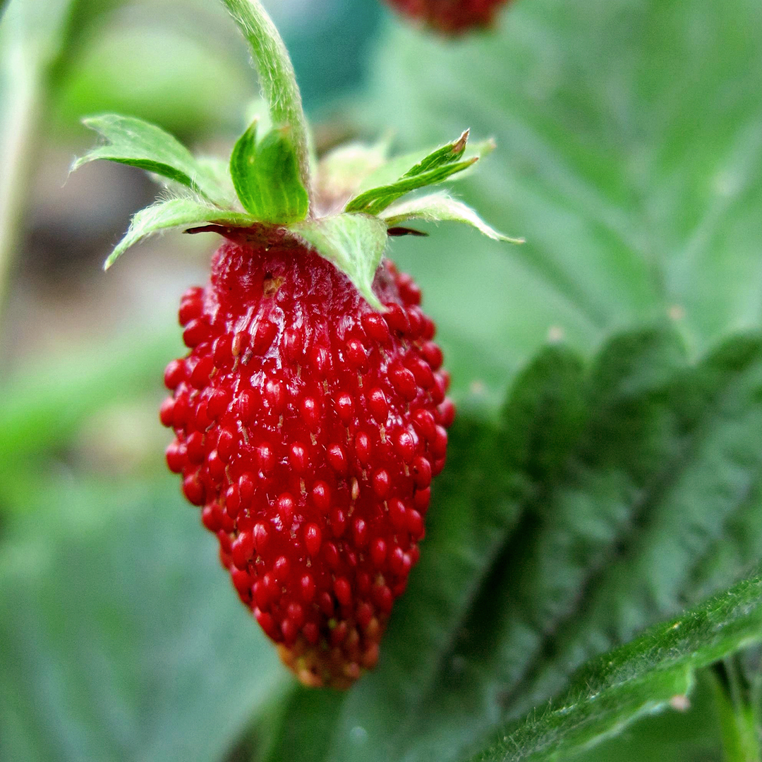 Strawberries