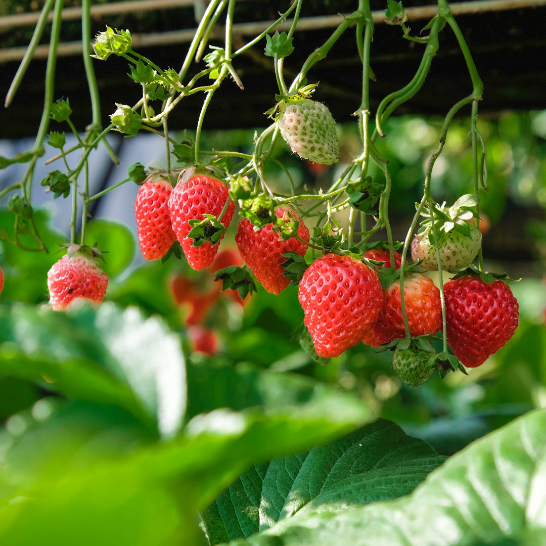 Strawberries