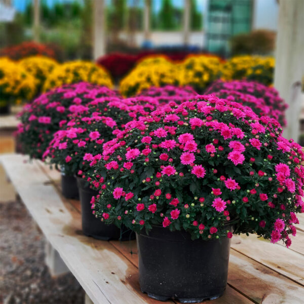 Fall Garden Mums