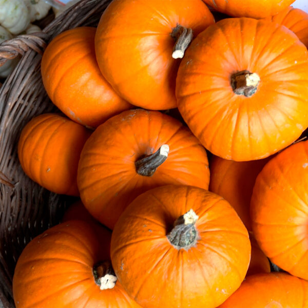 Pie Pumpkins