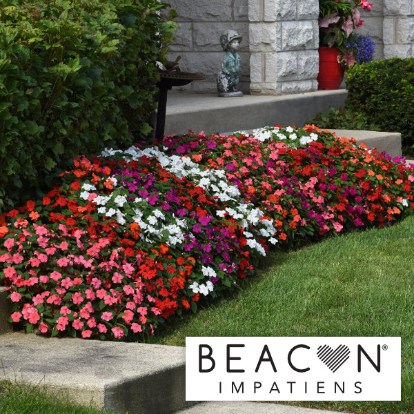 Beacon® Impatiens