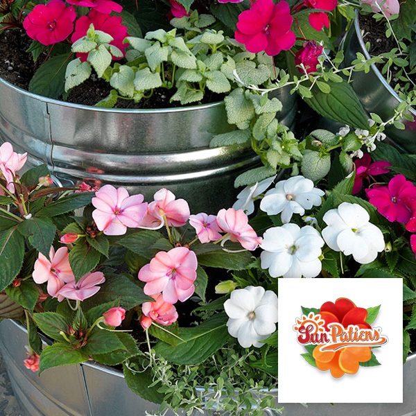 SunPatiens®