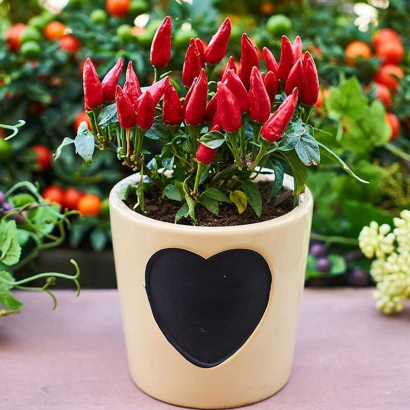 Growing Vegetables in Pots