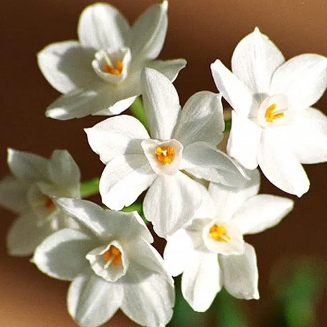 holiday greenhouse gifts