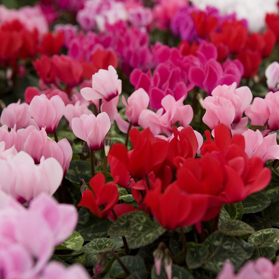 Gifts from the Greenhouse