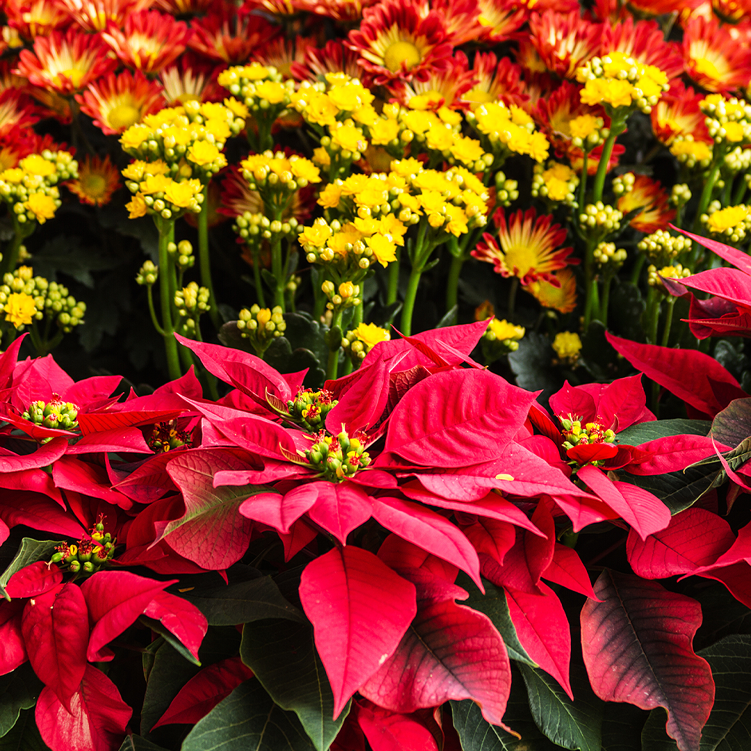 holiday greenhouse gifts