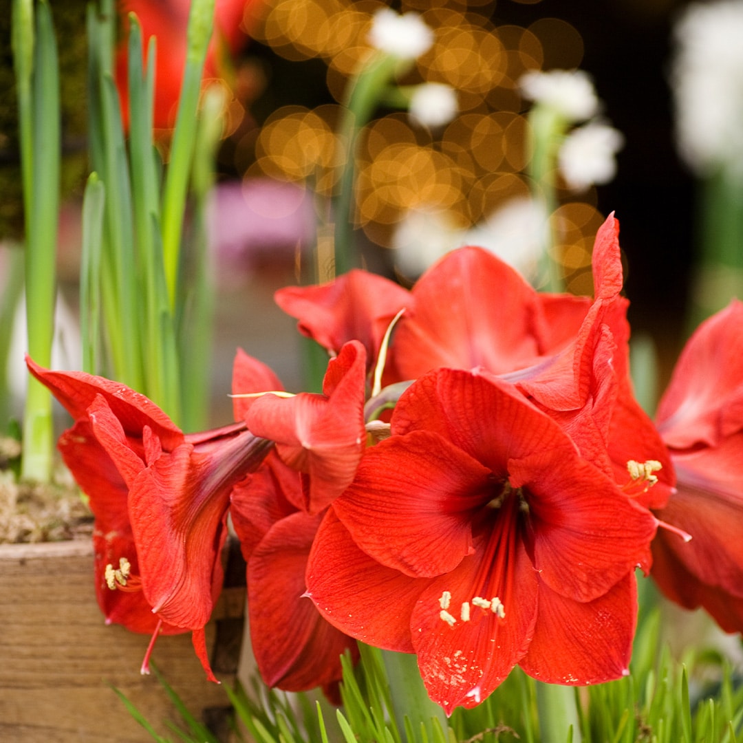 holiday time-saving tips