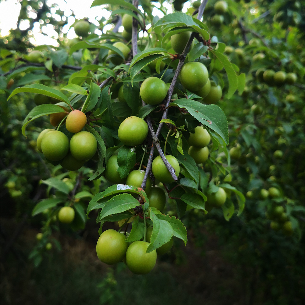 The Benefits Of Bare Root