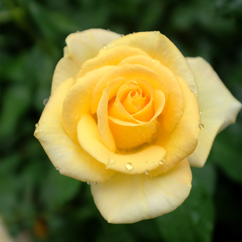 TheBenefitsOfBareRoot_3